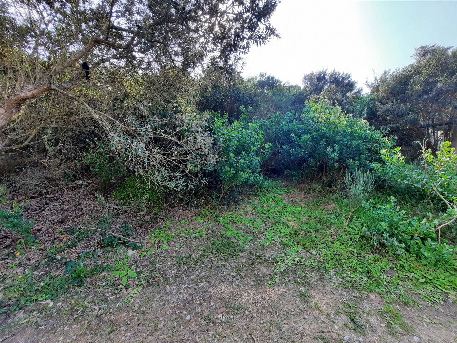 889 m² Land available in Cola Beach photo number 12