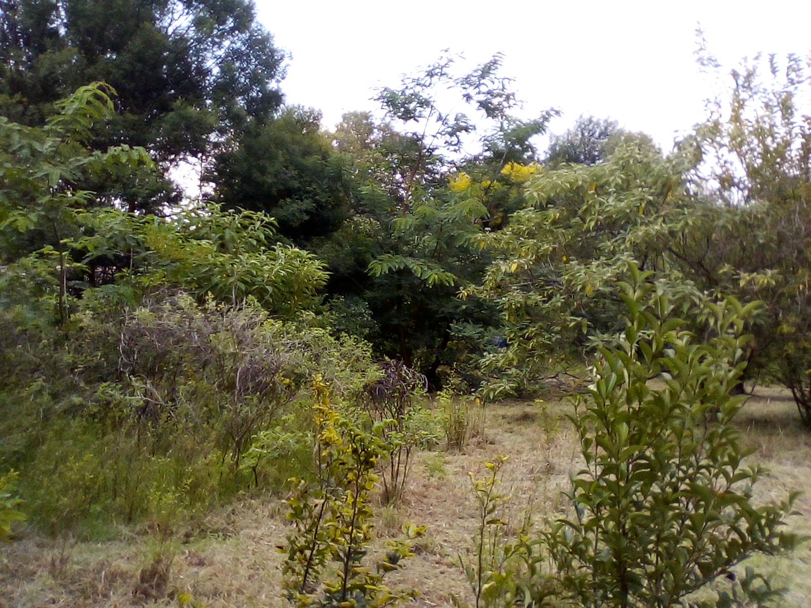 3504 m² Land available in Craighall photo number 4