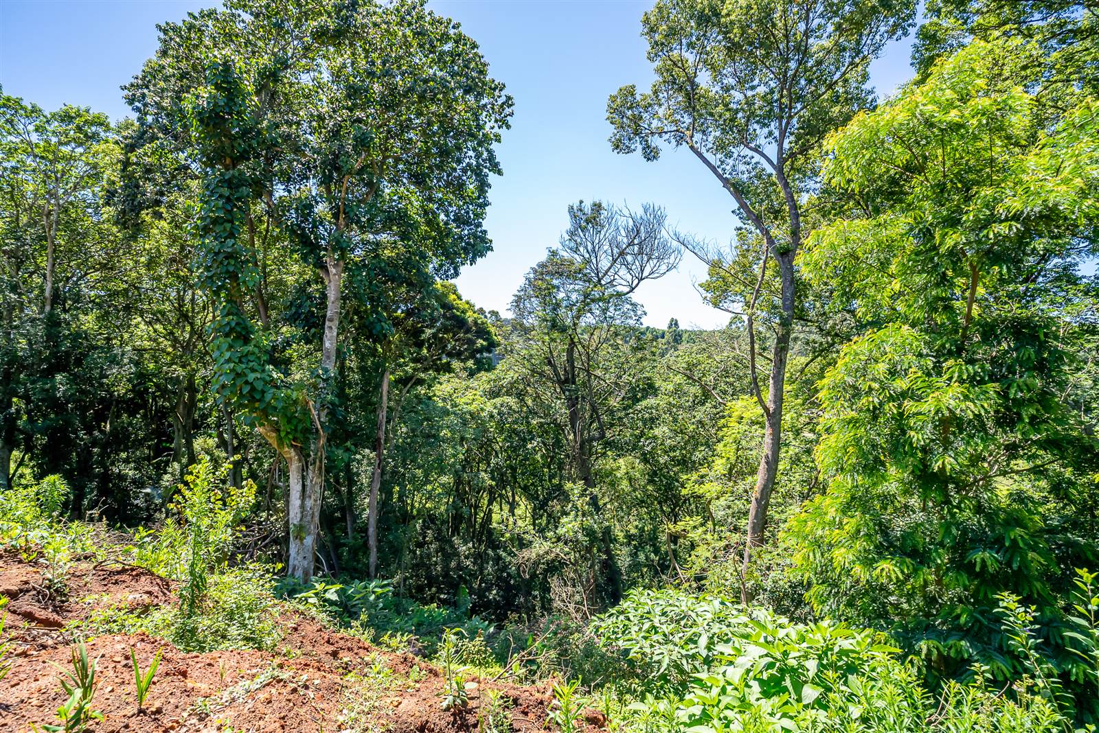 4977 m² Land available in Kloof photo number 10