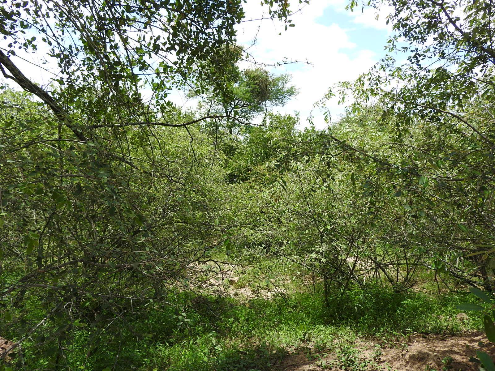 1500 m² Land available in Marloth Park photo number 6