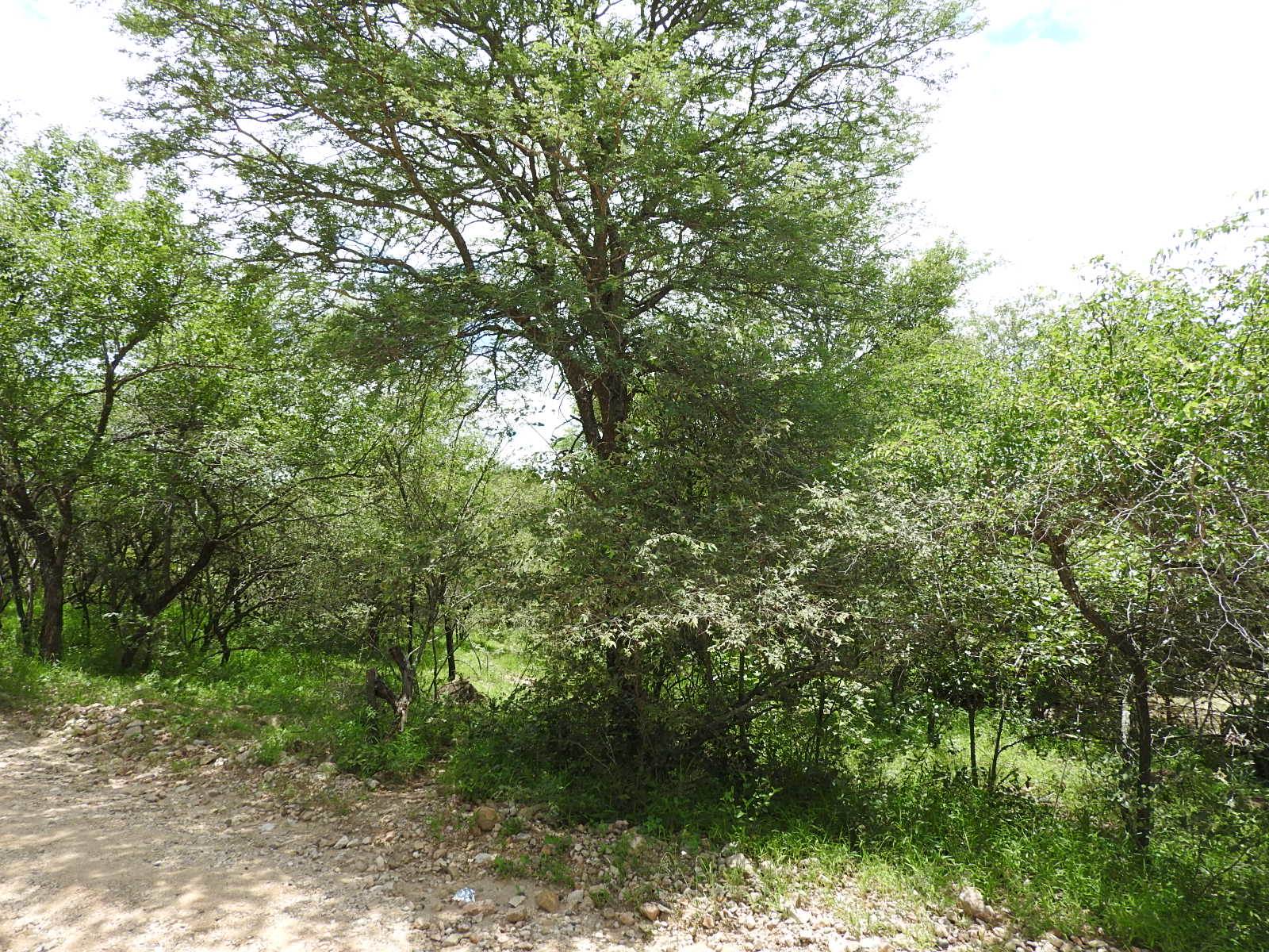 1500 m² Land available in Marloth Park photo number 2