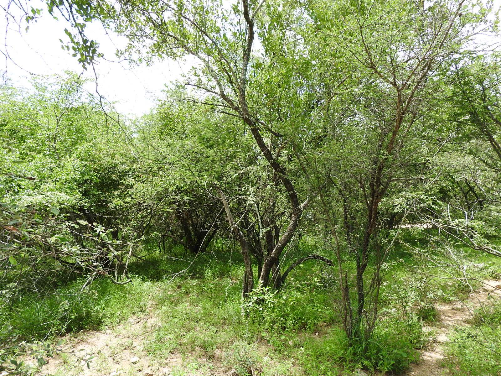 1500 m² Land available in Marloth Park photo number 7