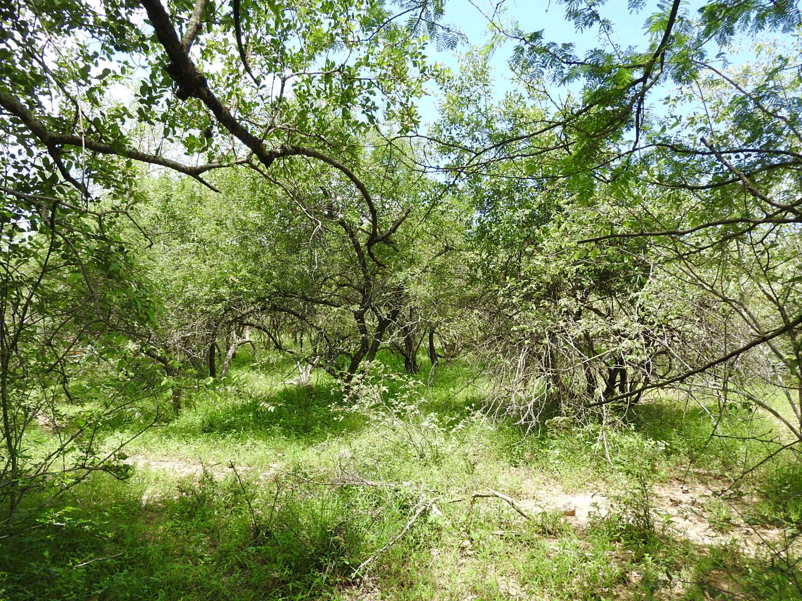 1500 m² Land available in Marloth Park photo number 8