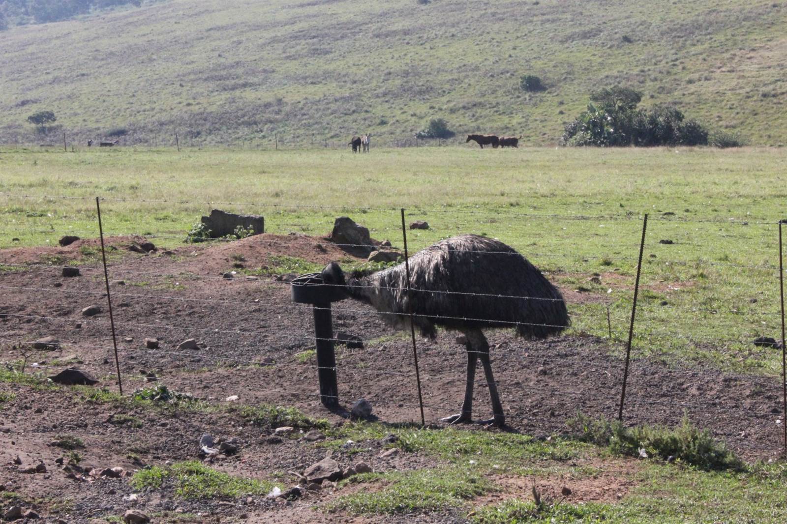 Game Farm in Port Shepstone photo number 5