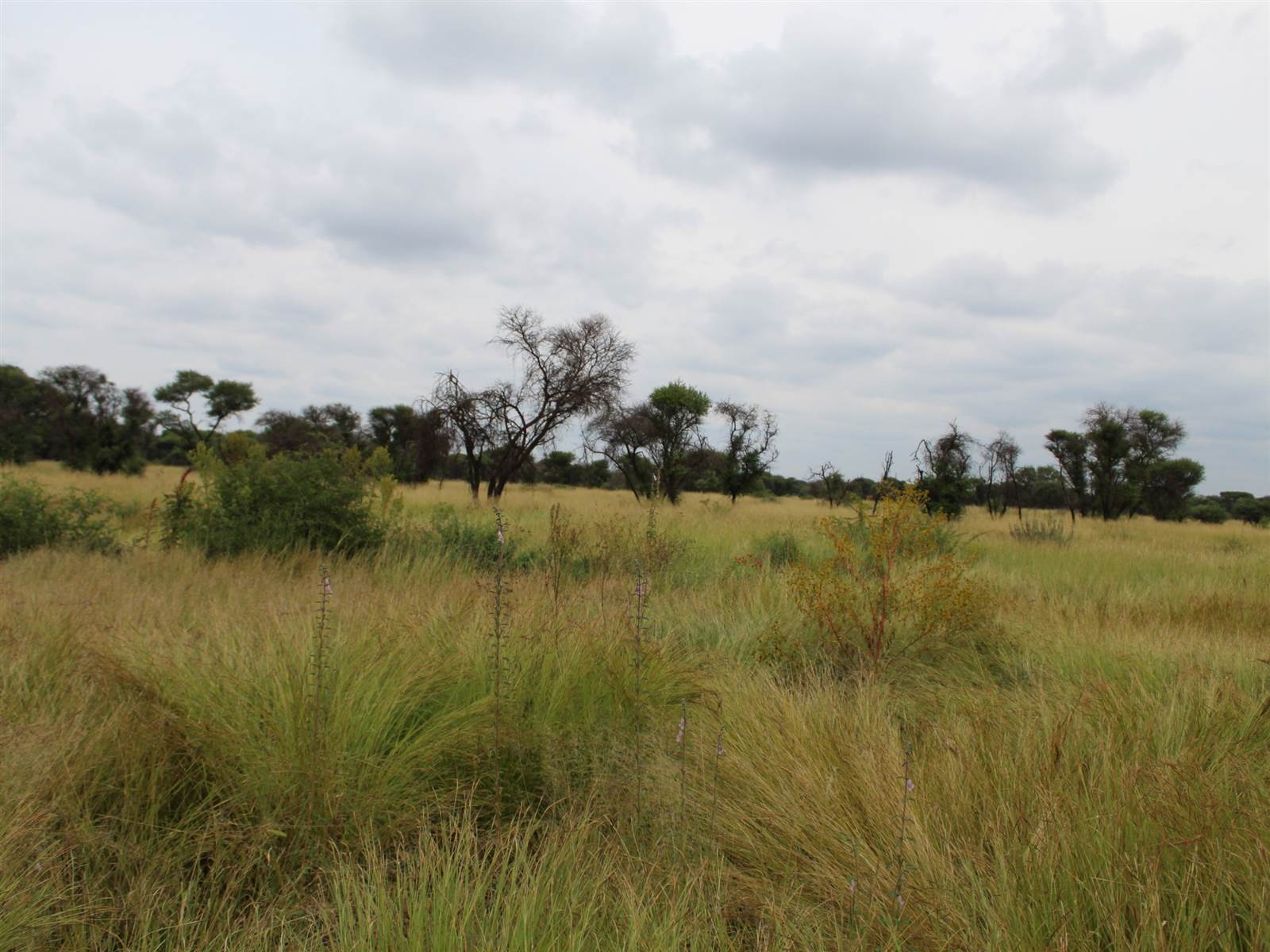 100 ha Land available in Northam photo number 15