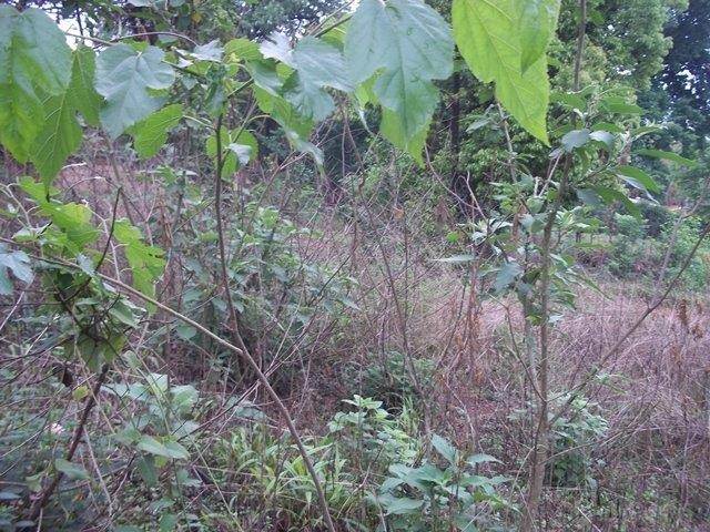 750 m² Land available in Sabie photo number 2