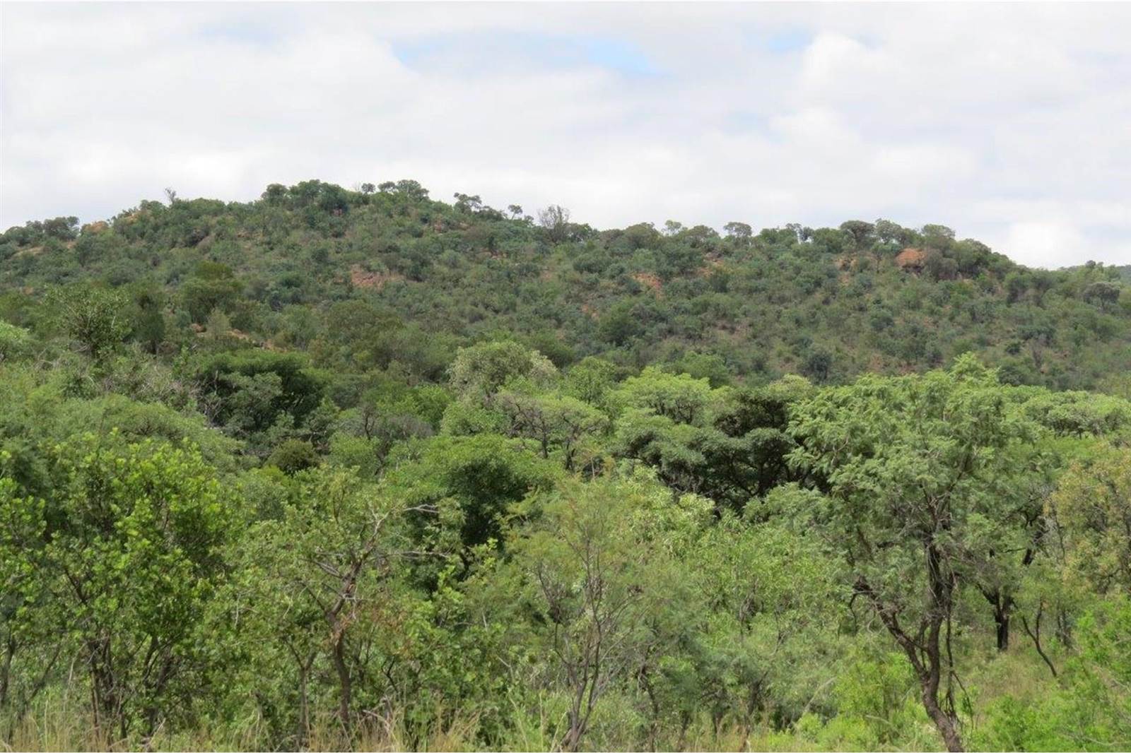 2500 m² Land available in Zwartkloof Private Game Reserve photo number 6