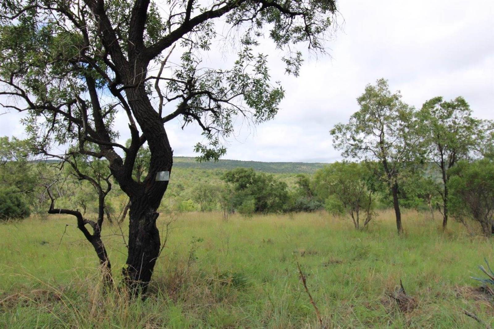 2500 m² Land available in Zwartkloof Private Game Reserve photo number 3