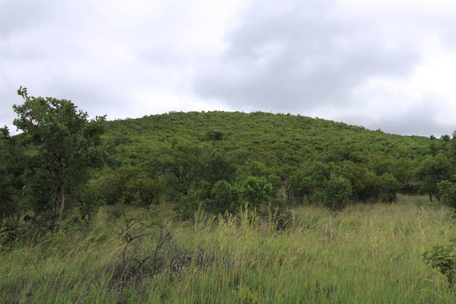 2500 m² Land available in Zwartkloof Private Game Reserve photo number 8