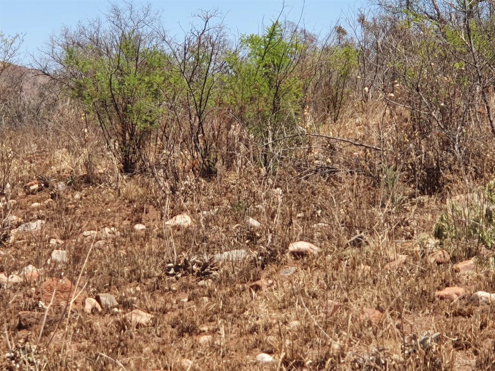 51.6 ha Land available in Rietfontein photo number 7