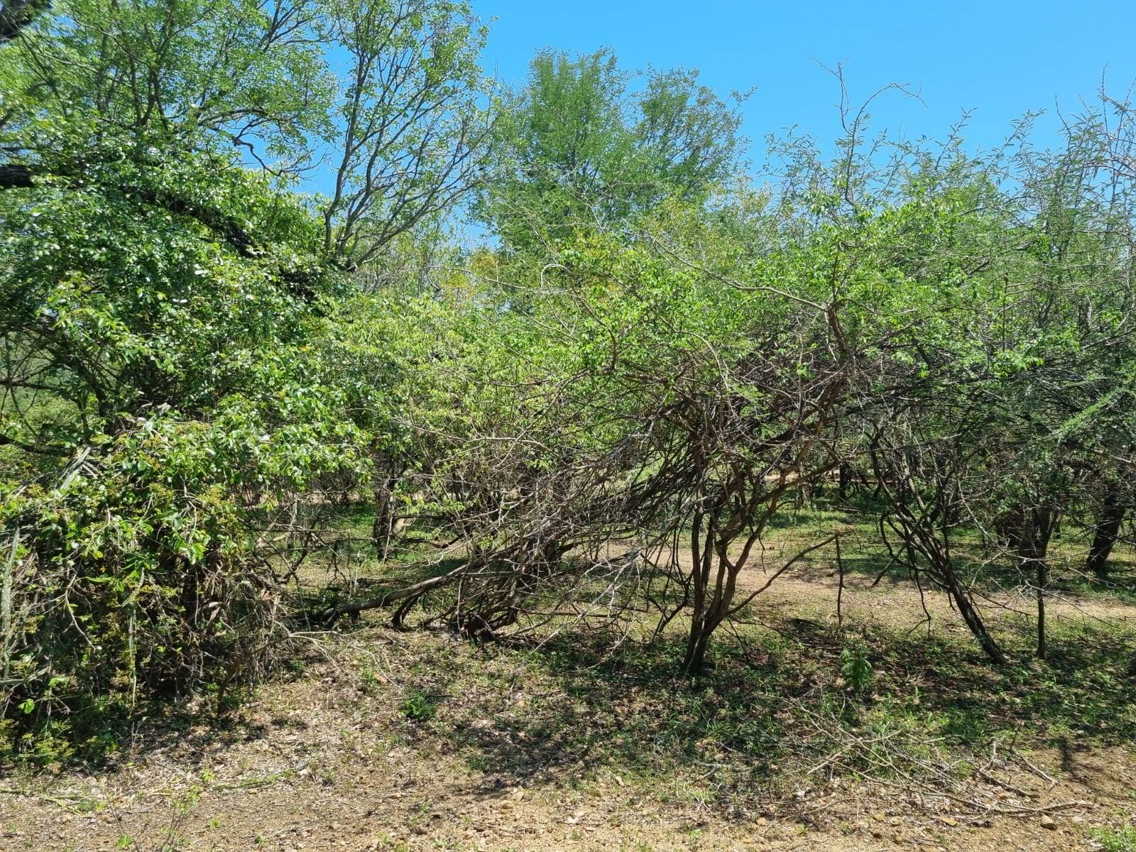 1500 m² Land available in Marloth Park photo number 9