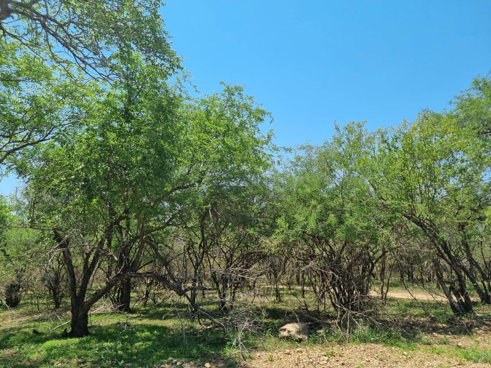1500 m² Land available in Marloth Park photo number 6