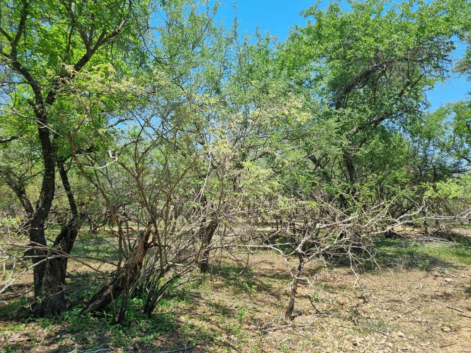 1500 m² Land available in Marloth Park photo number 10
