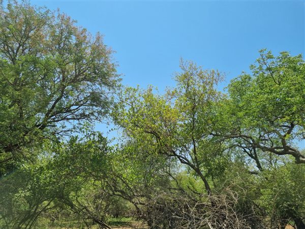 1500 m² Land available in Marloth Park