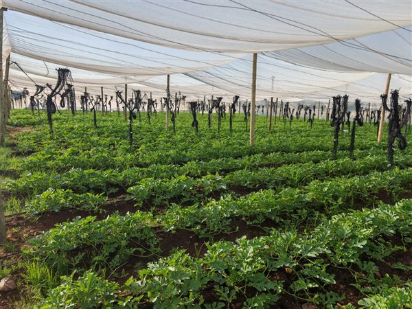 5.3 ha Farm 5.3 ha Farm