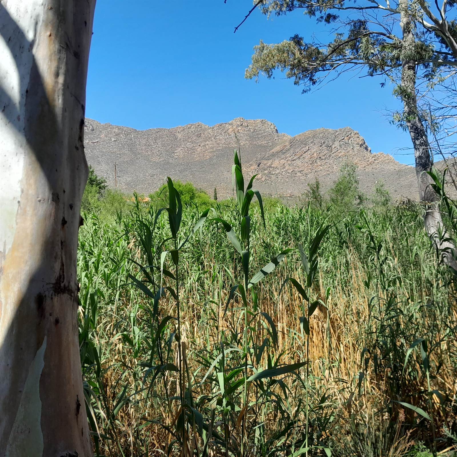 1.8 ha Land available in Montagu photo number 13
