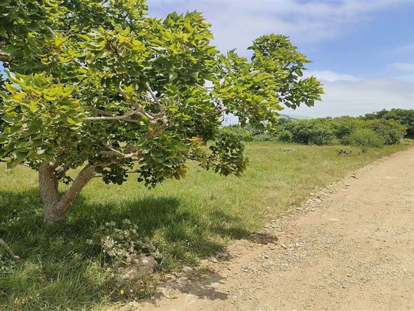 855 m² Land available in Boesmansriviermond