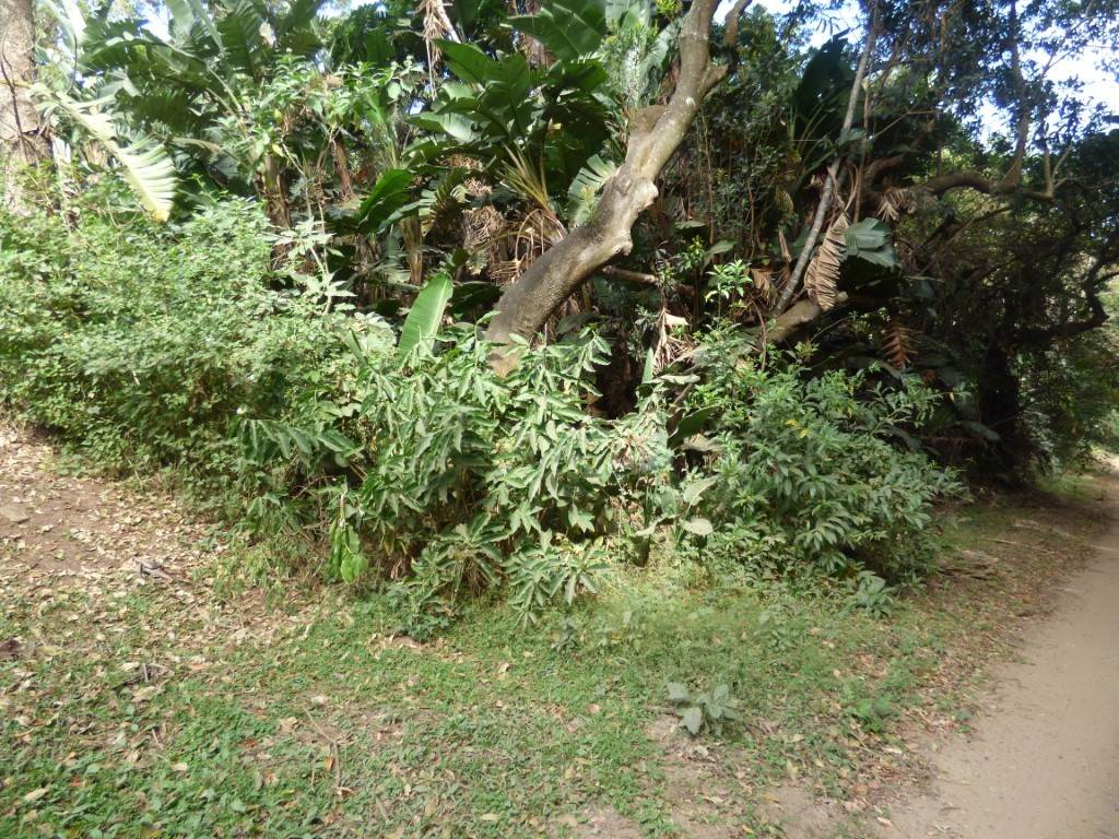 1093 m² Land available in Trafalgar photo number 3