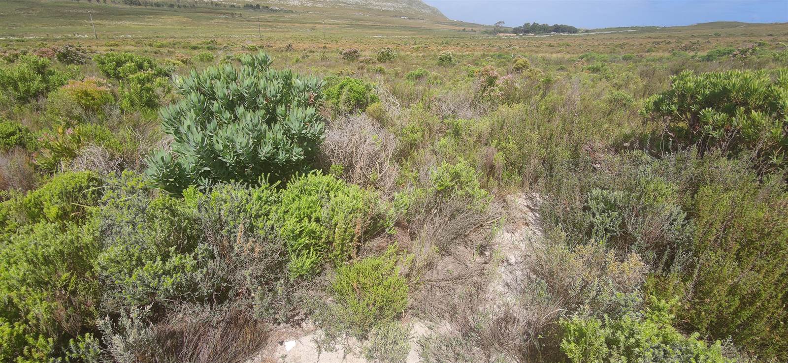 620 m² Land available in Pringle Bay photo number 9