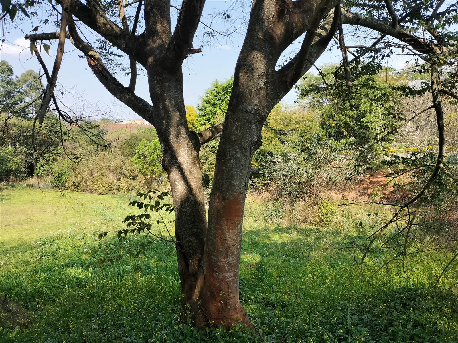 4243 m² Land available in Tzaneen photo number 3