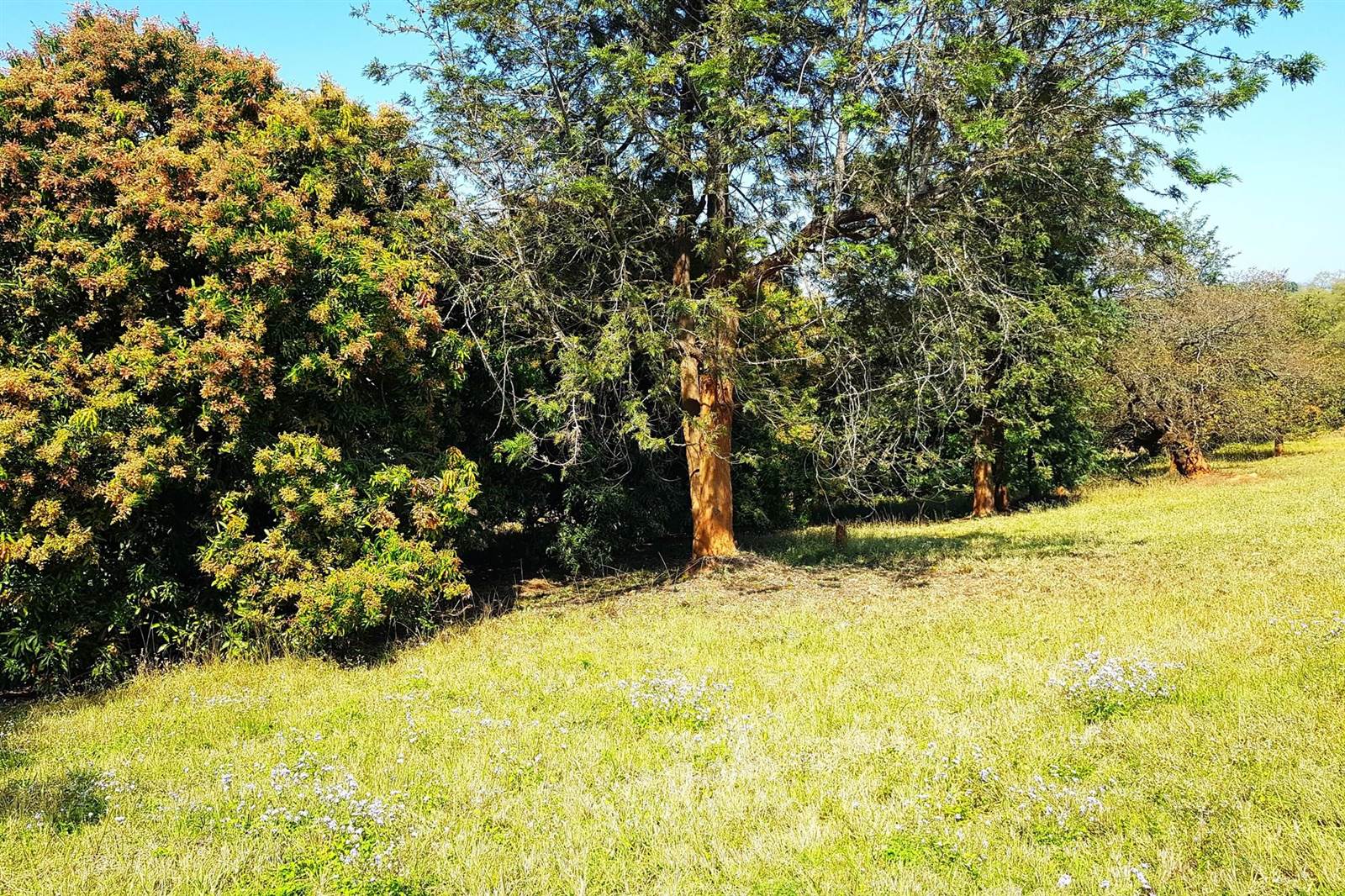 3279 m² Land available in Tzaneen photo number 12