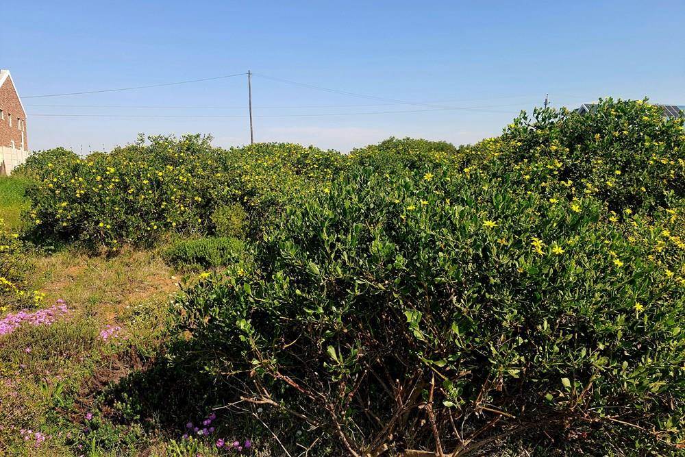 610 m² Land available in Boggomsbaai photo number 9
