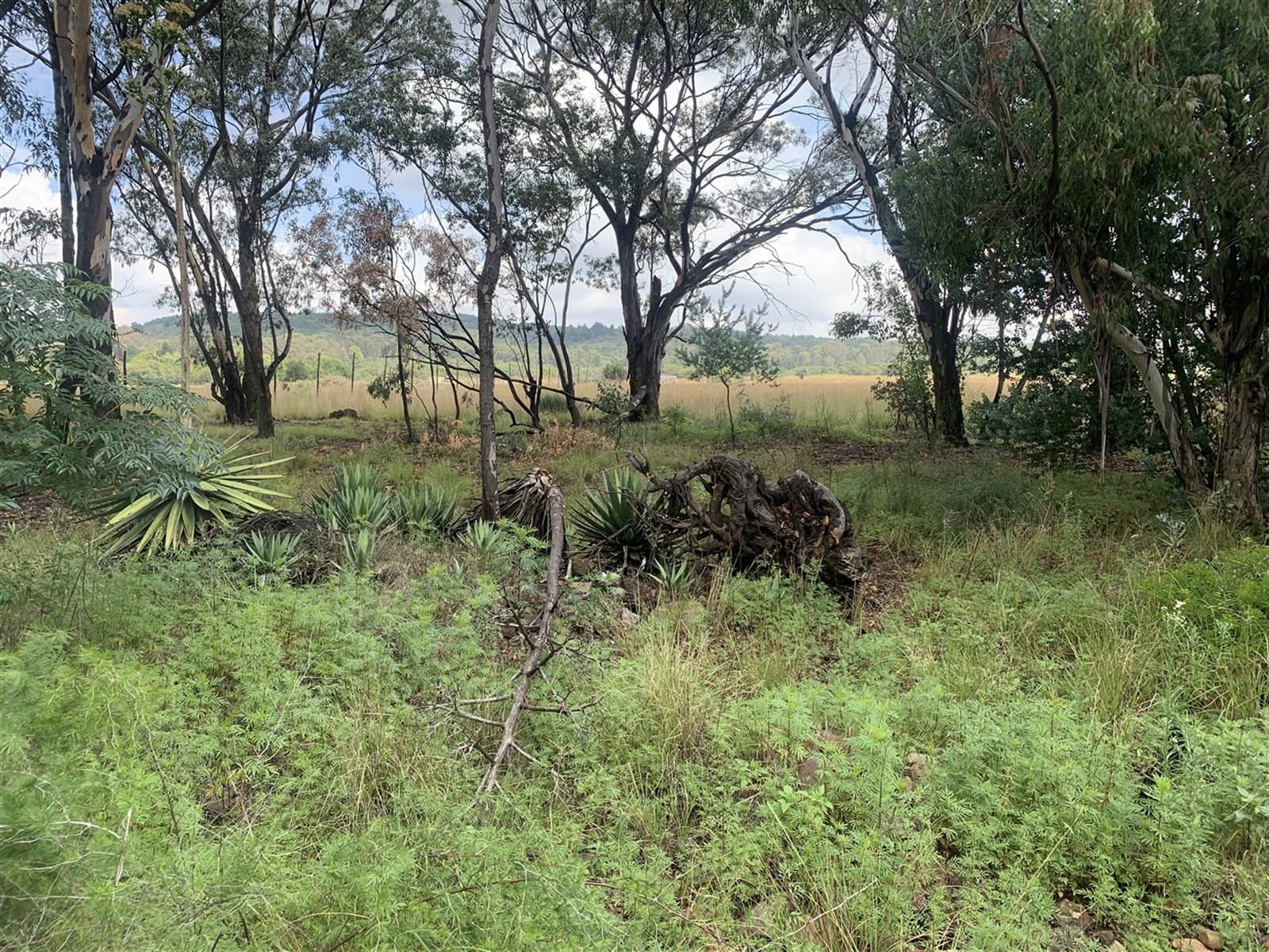 18.1 ha Land available in Pendale AH photo number 22