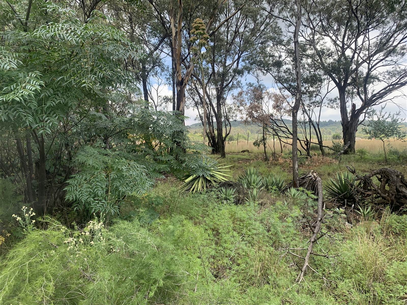 18.1 ha Land available in Pendale AH photo number 23