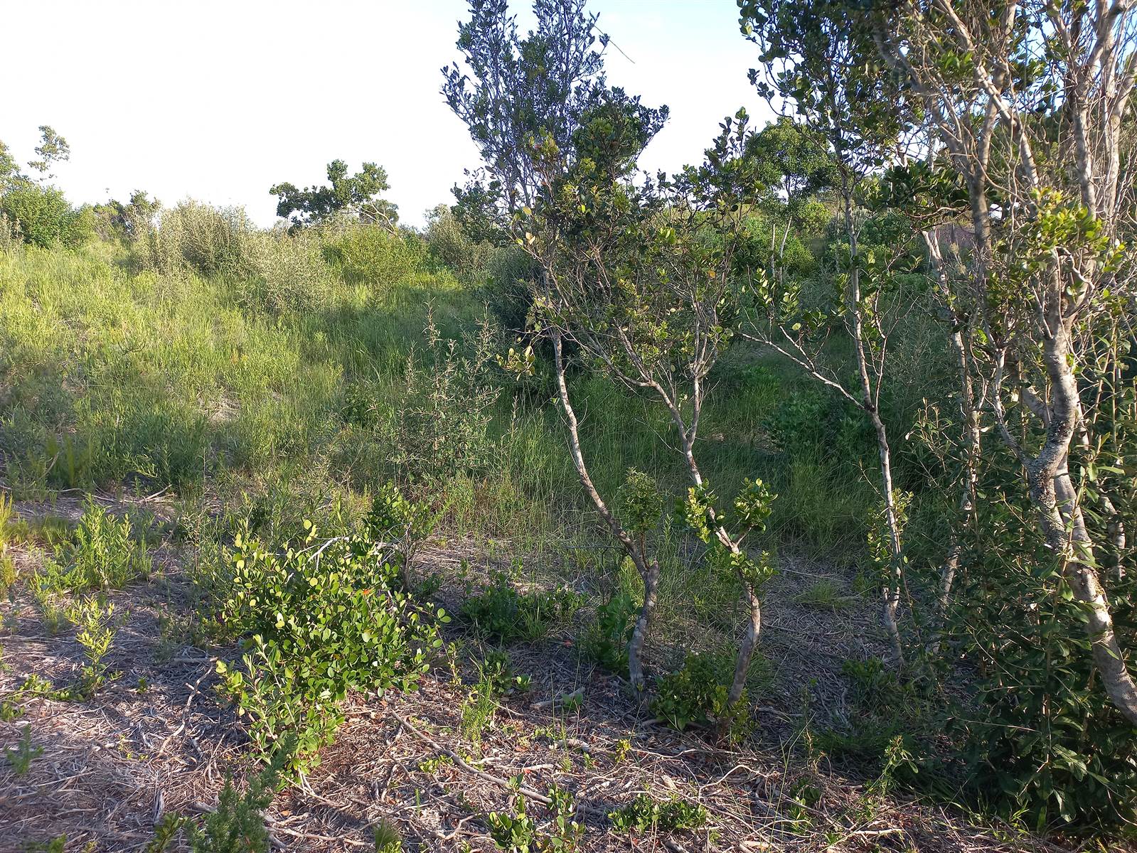 807 m² Land available in Cola Beach photo number 20