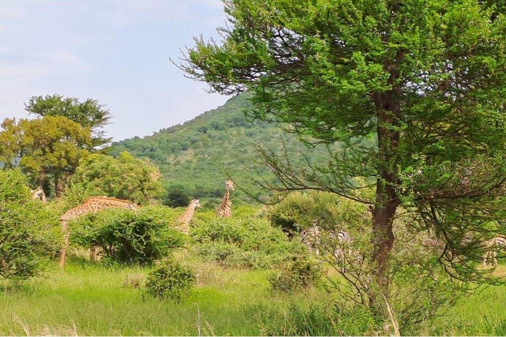 2500 m² Land available in Zwartkloof Private Game Reserve photo number 26