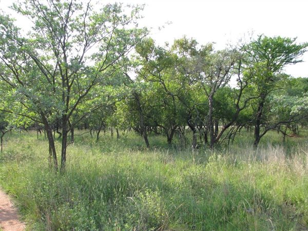 15 ha Land available in Naboomspruit