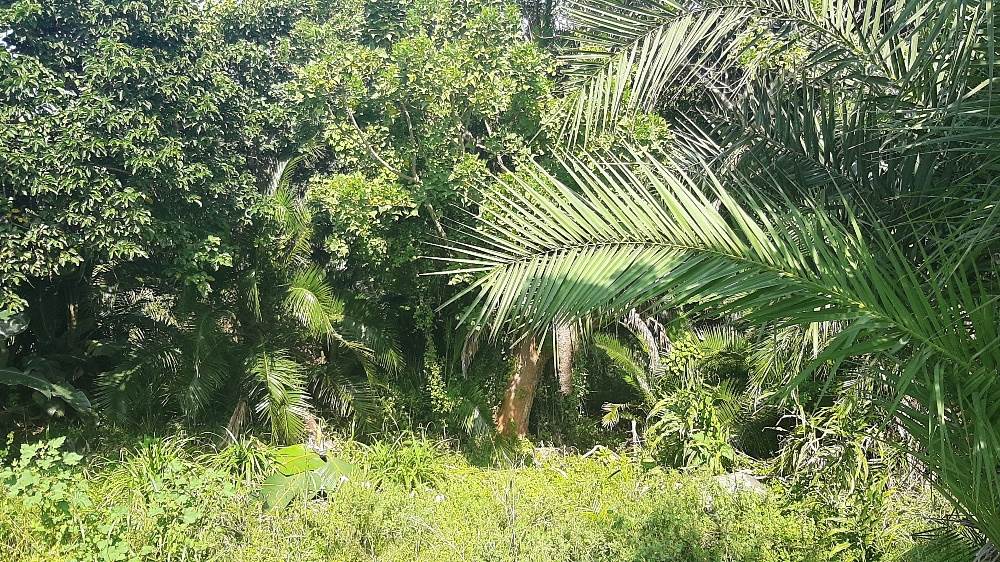 1211 m² Land available in Bazley Beach photo number 3