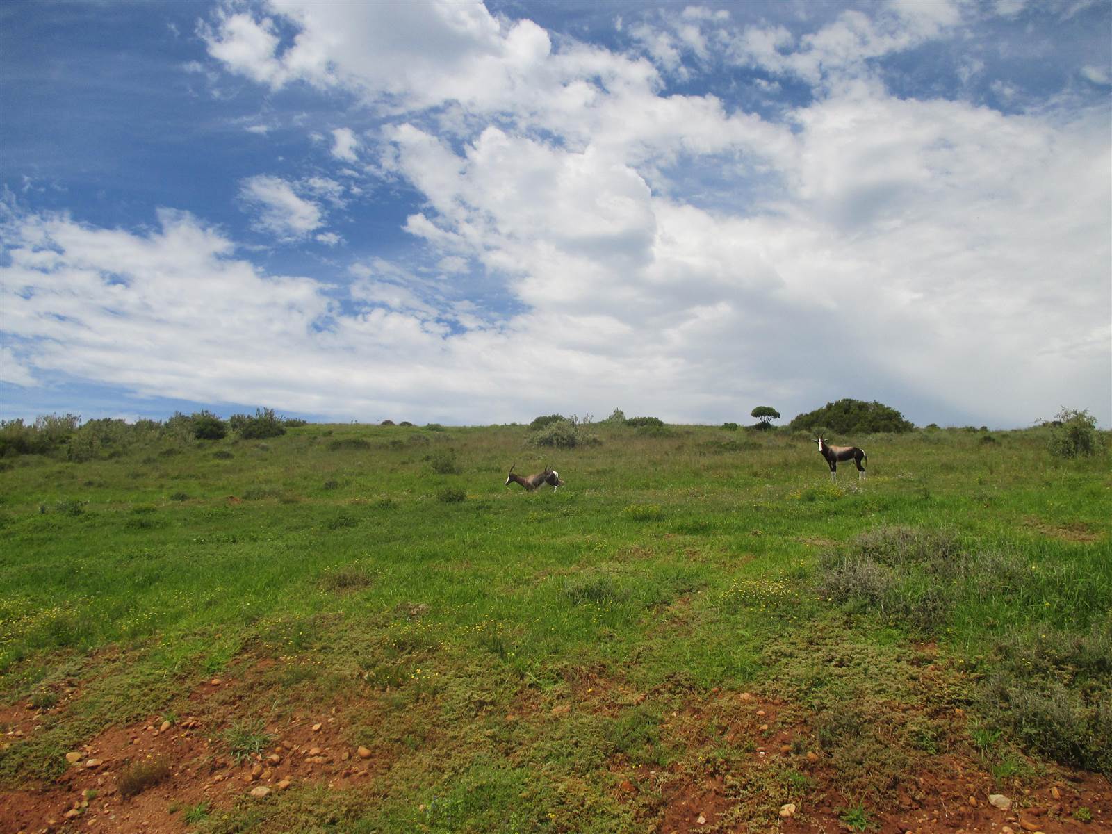 1330 m² Land available in Mossel Bay Central photo number 2