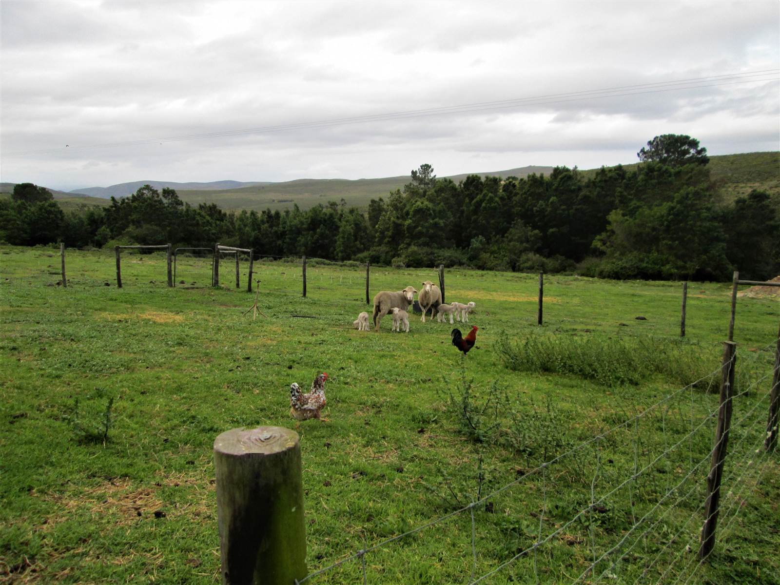 613 ha Farm in Humansdorp photo number 16