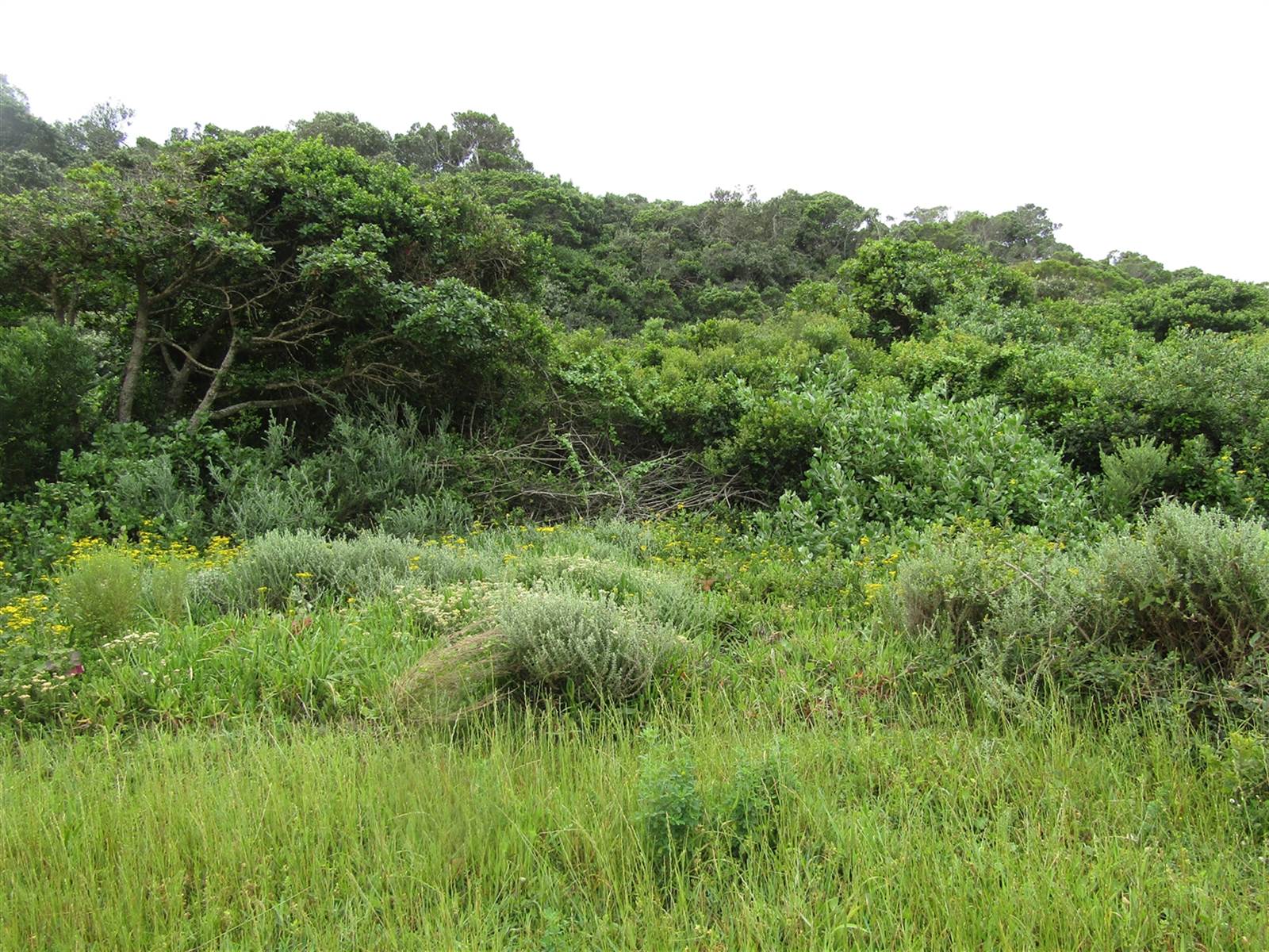 693 m² Land available in Oyster Bay photo number 6