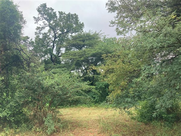 36.2 ha Land available in Hoedspruit