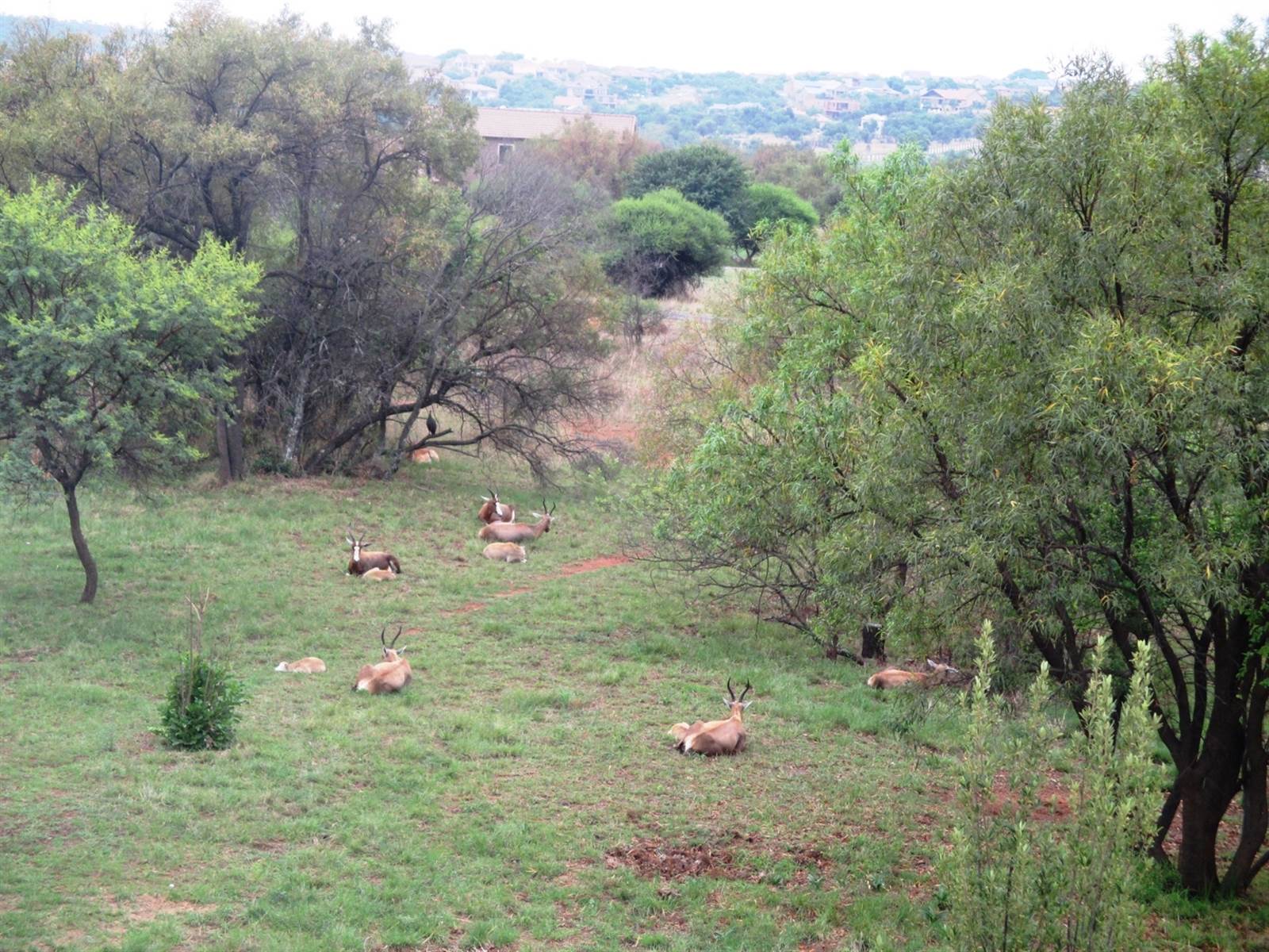 1 ha Land available in Leeuwfontein Estate photo number 10