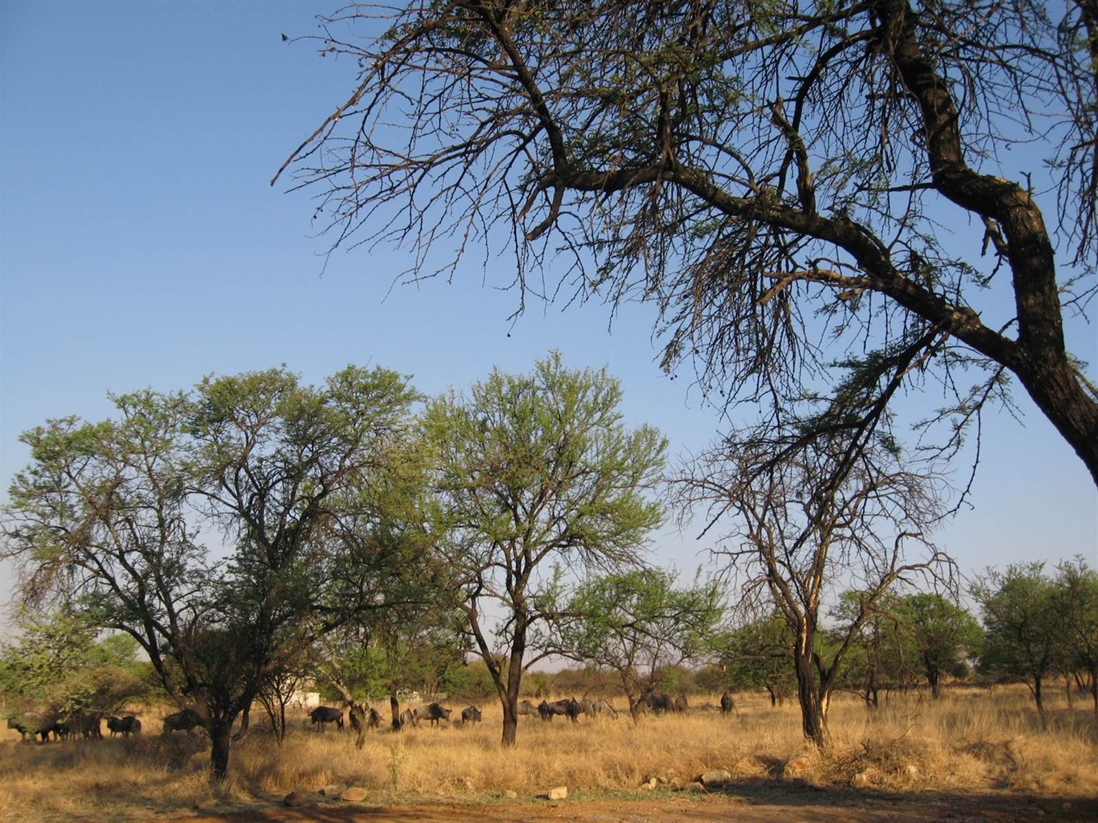 1 ha Land available in Leeuwfontein Estate photo number 14