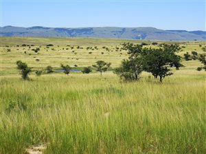 Farms For Sale In Vryheid 