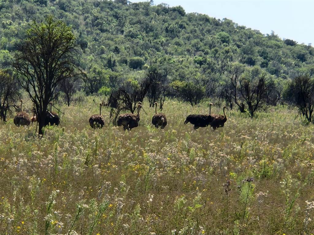 2000 m² Land available in Lekwena Wildlife Estate photo number 9