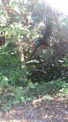 3738 m² Land available in Bazley Beach photo number 4