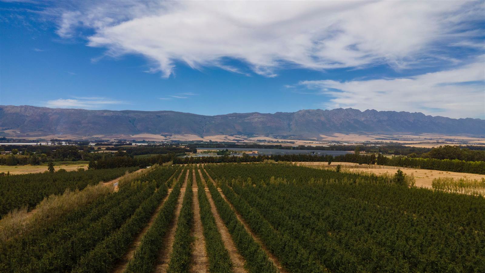 78 ha Farm in Tulbagh photo number 24