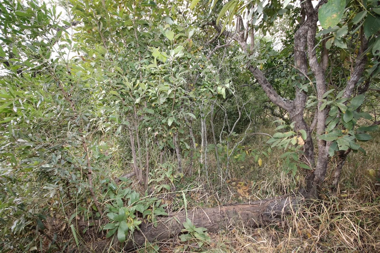1 ha Land available in Moditlo Nature Reserve photo number 7