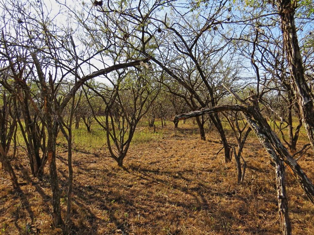 1640 m² Land available in Marloth Park photo number 2