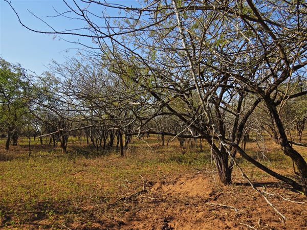 1640 m² Land available in Marloth Park