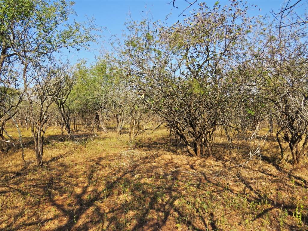 1640 m² Land available in Marloth Park photo number 5