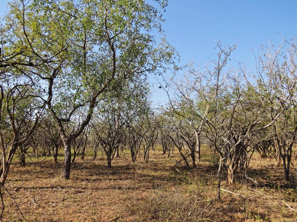 1640 m² Land available in Marloth Park photo number 8
