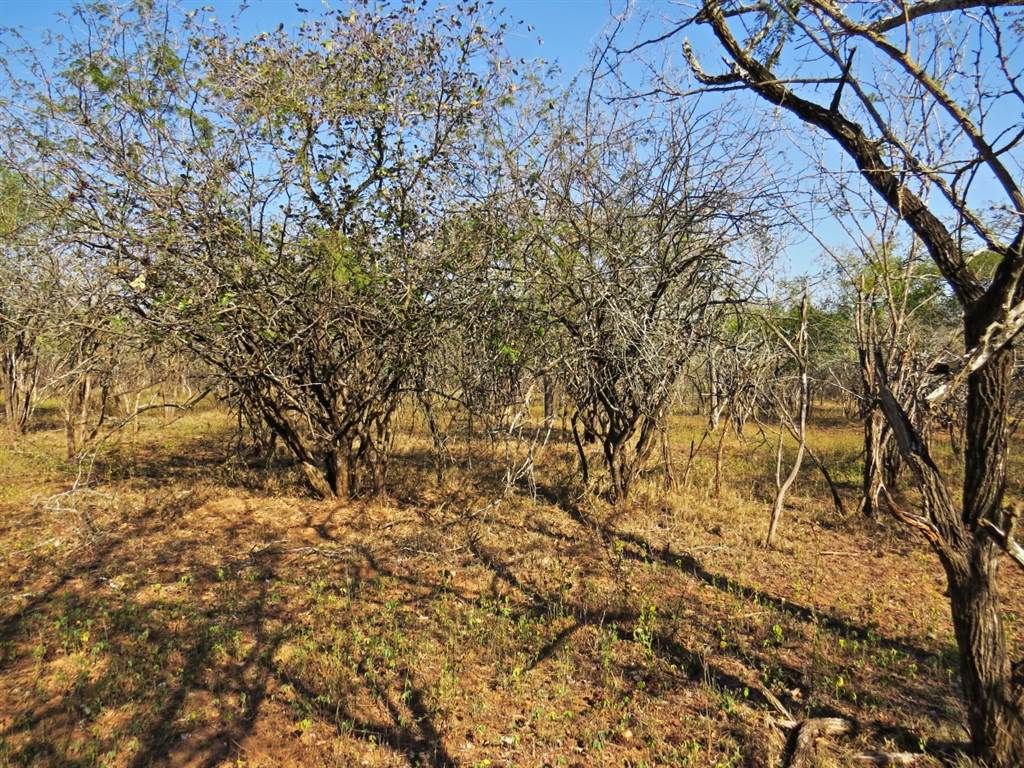 1640 m² Land available in Marloth Park photo number 7