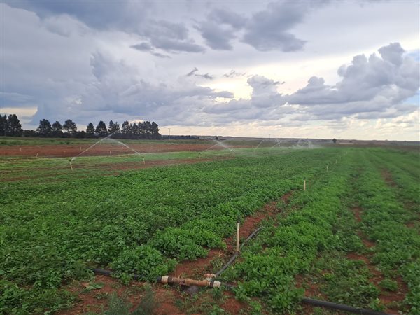 10 ha Farm in Delmas