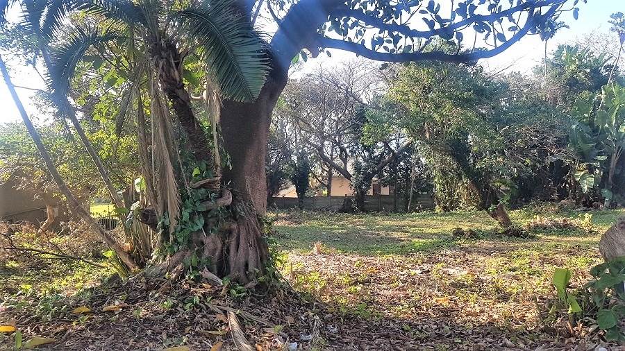 1161 m² Land available in Woodgrange photo number 7